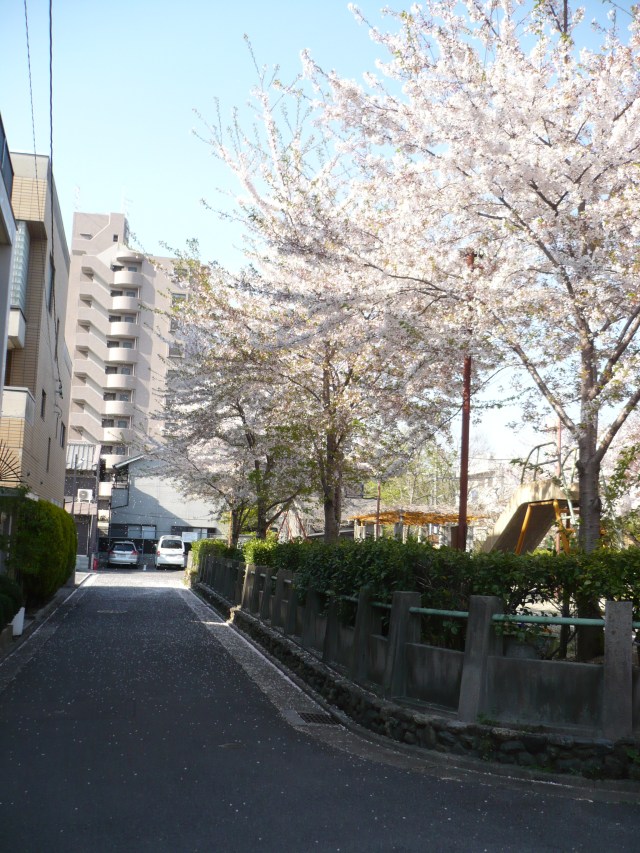 Cherry Blossoms line a Kyoto street