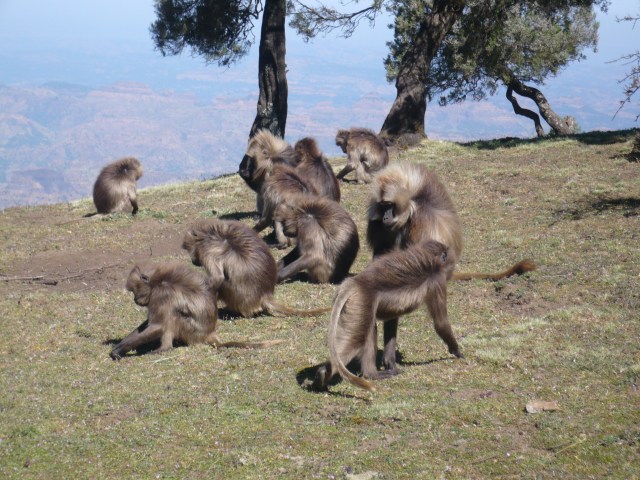 Gelada Baboons on the last day
