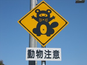 japan_raccoon2