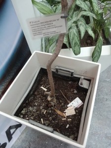 Cigarette butts - not a good look