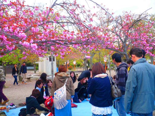 Party in the park under cherry blossoms