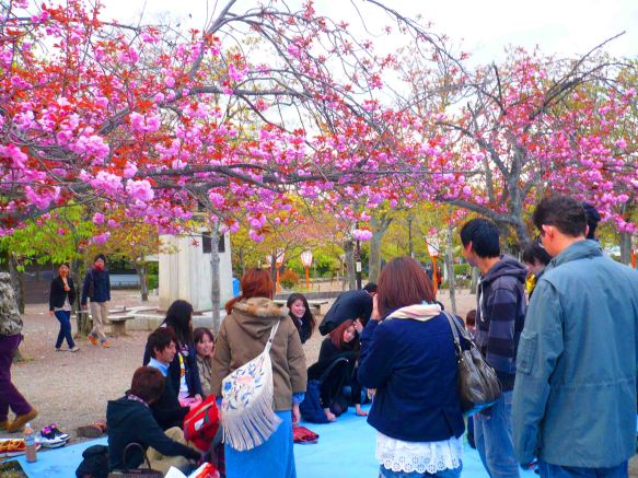 Party in the park under cherry blossoms