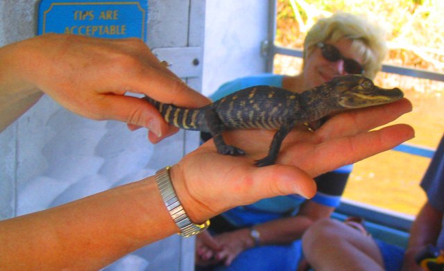 Baby Gator!