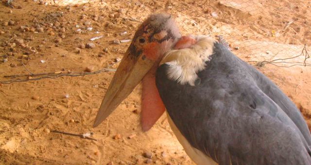 A sad looking vulture in the Niamey 'zoo'.