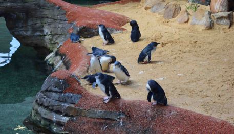 Penguins at Manly.