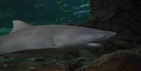 Watch out for the sharks!