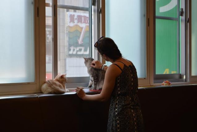 Cat cafe in Tokyo