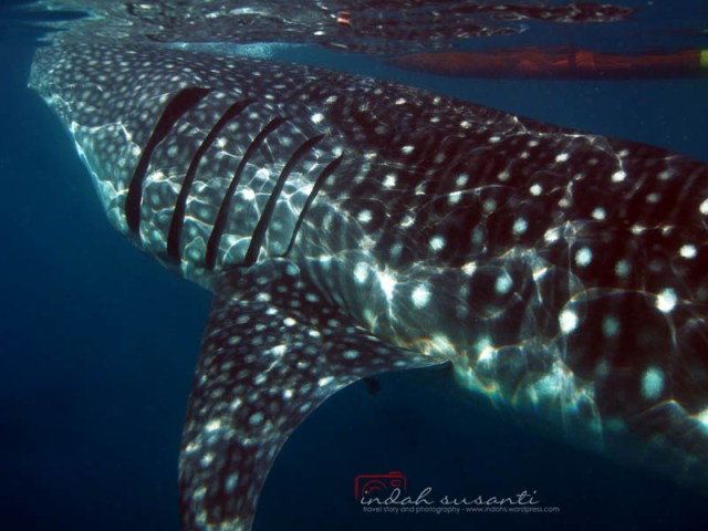 Whale Sharks by Indah Susanti