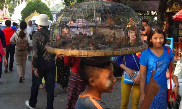 Who will buy these birds? In Mandalay.