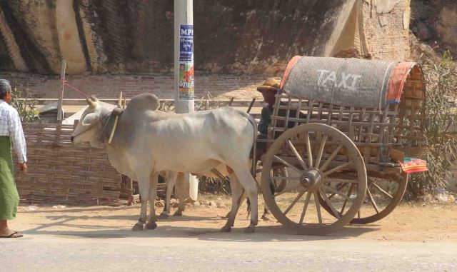 Anyone order a taxi? In Mingun.