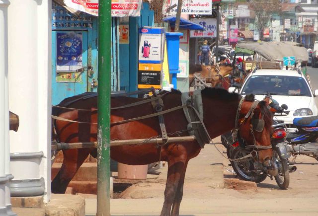 Horse in Pyinn Oo Lwin.