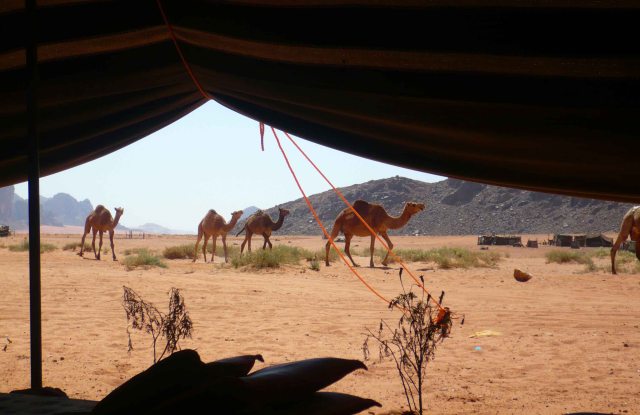 View out of the tent at Lawrence's Spring. You can indeed ride a camel if it is so your wish. It was not mine.