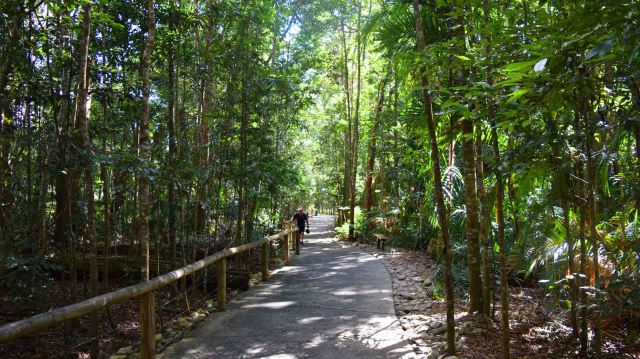 Queensland rainforest