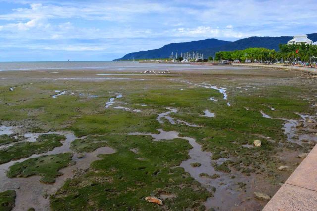 low tide at cairns