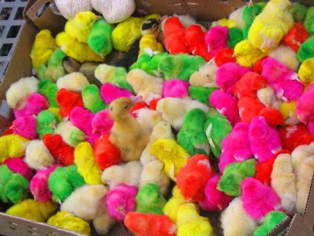 Chicks dyed all sorts of colours for sale in a market in Kerman.