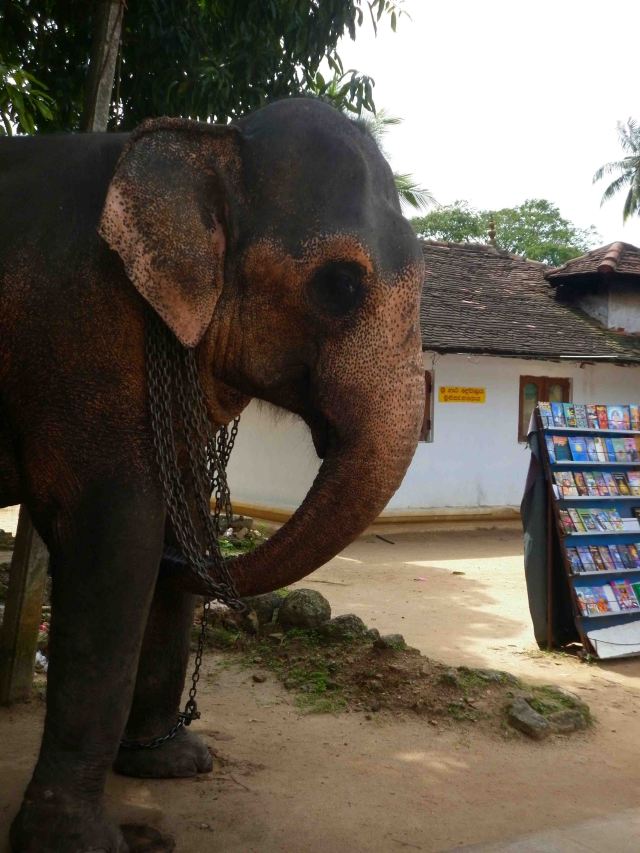 Elephant at the Temple of the Tooth, Kandy.