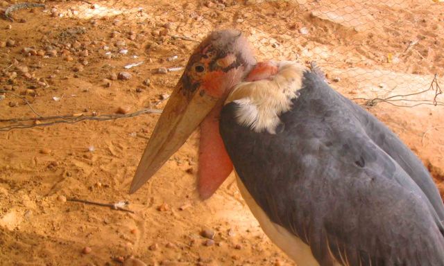 The zoo had a collection of vultures. They did NOT look happy.