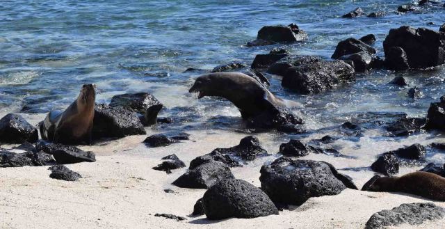 The alpha male gets all... big?