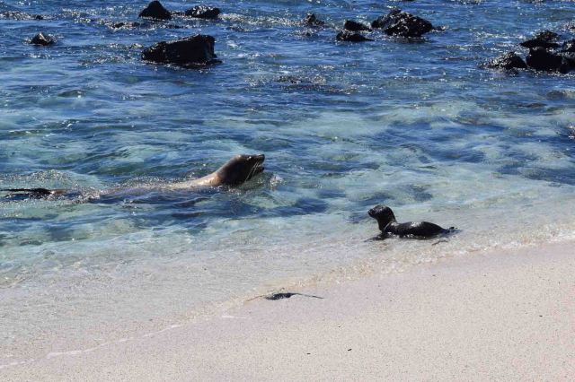 mum-and-cub-sea-lion