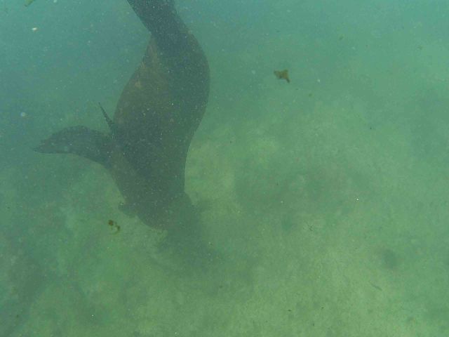 The Sea-lion dives to grab some tasty seaweed.