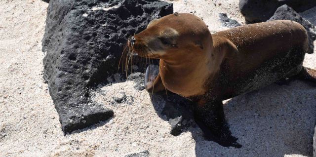 sea-lion-on-beach