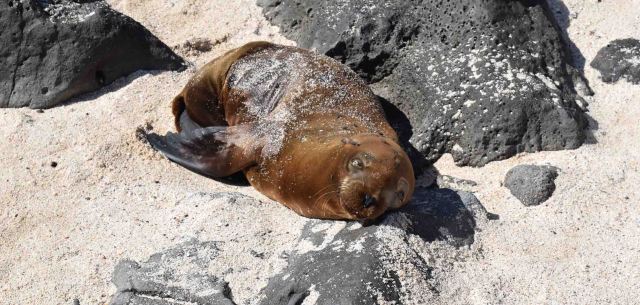 sleeping-sea-lion