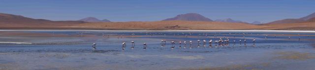 Flamingos at a sulphur-infused lake.