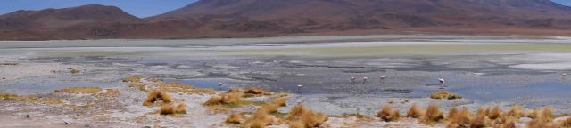 green-lake-with-flamingoes