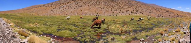 On the final day, scenery changed a little and we even had some greenery, and with it, llamas!