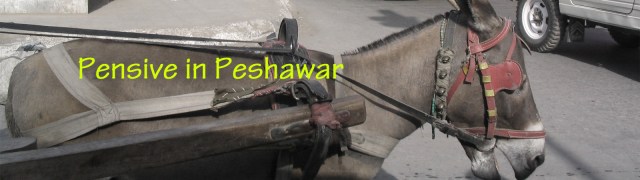 pensive in peshawar banner copy