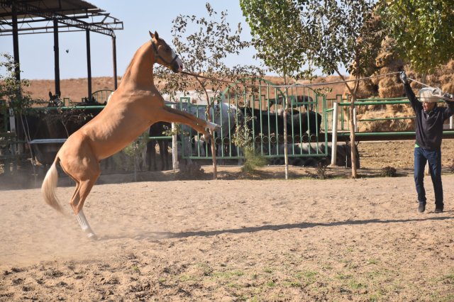 Akhal Teke