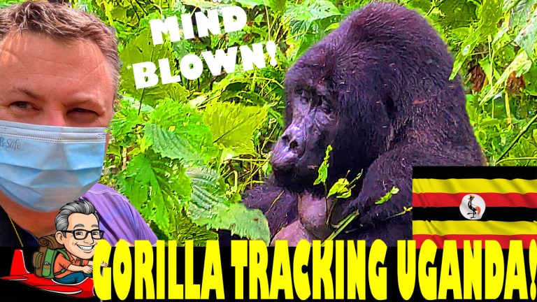 Gorilla Trekking In Uganda – Bwindi Impenetrable National Park FULL ...